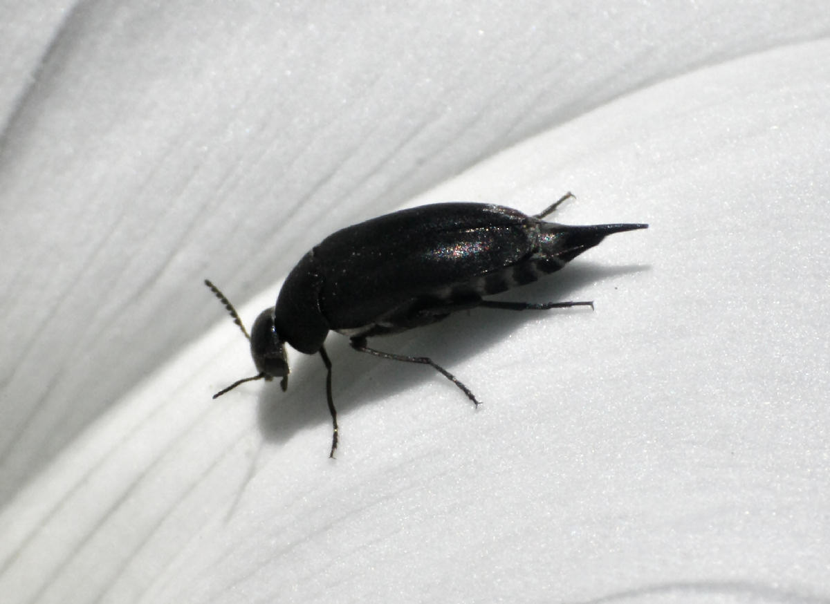 piccolo coleottero da identificare: Mordella sp.?